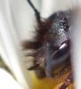 Osmia bicornis